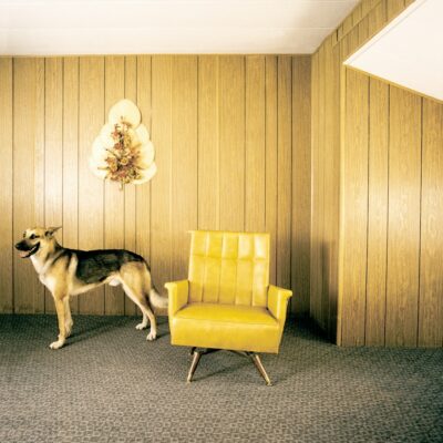 a dog standing next to a yellow chair in a room