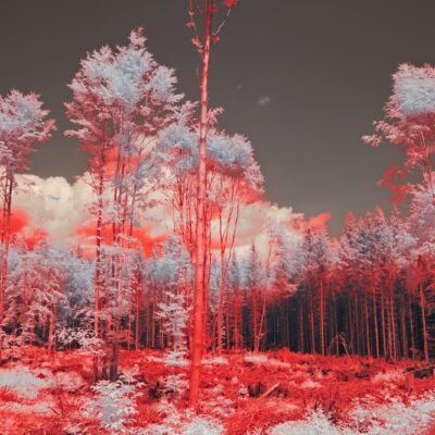 infrared image of trees in a forest