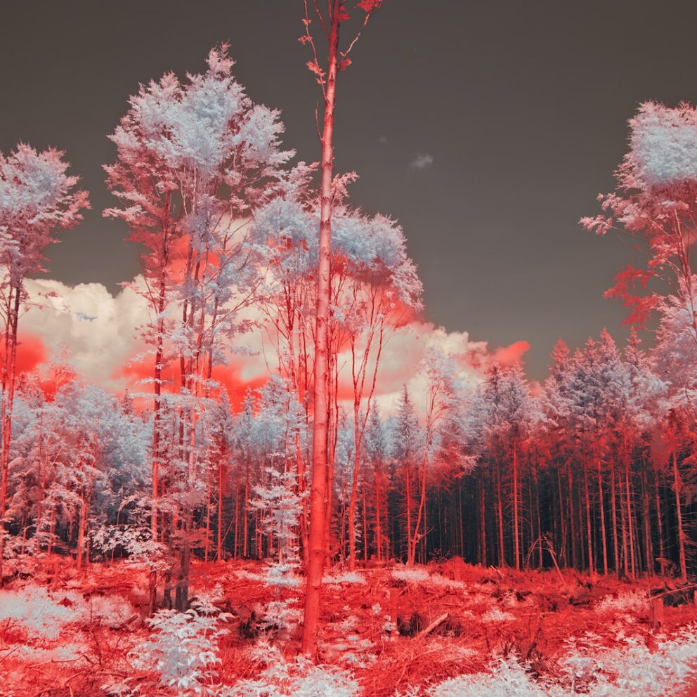 infrared image of trees in a forest